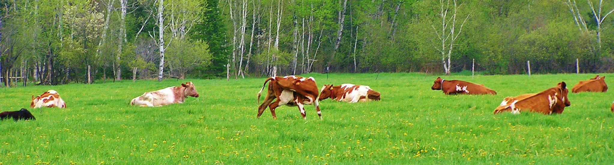 Cattle graze